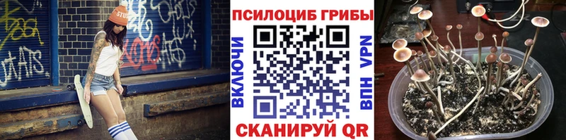Псилоцибиновые грибы Psilocybe  Курильск 